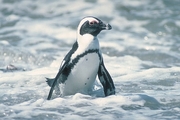 Cape Penguin Magnet