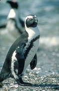 Cape Penguin Magnet
