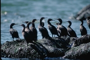 Cormorant Magnet