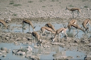Gazelle Magnet
