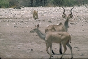 Kudu Poster