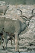 Kudu Poster