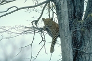Leopard Magnet