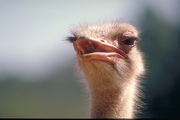Ostrich Magnet