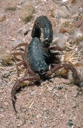 Scorpion Magnet