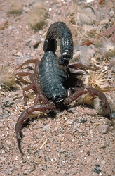 Scorpion