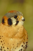 American Kestrel Falcon Magnet