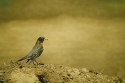 American Robin Magnet