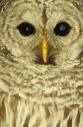 Barred Owl Magnet