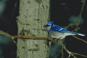 Blue Jay Magnet