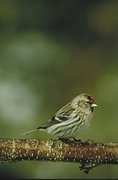 Common Redpoll Magnet
