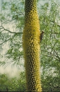 Gila Woodpecker Poster