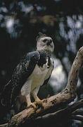 Harpy Eagle Magnet