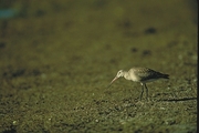 Hudsonian Godwit Magnet
