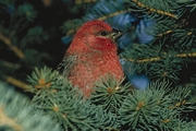 Pine Grosbeak Magnet