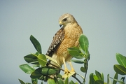 Red-Shouldered Hawk Magnet