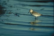 Sanderling Magnet