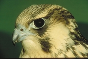 Young Peregrine Falcon Magnet