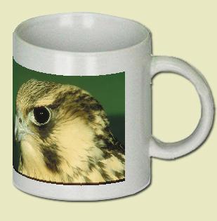 Young Peregrine Falcon Coffee Mug