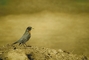 American Robin picture