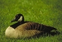 Canada Goose picture