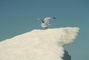Herring Gull picture