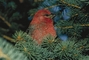 Pine Grosbeak picture
