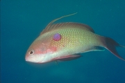 Anthias Magnet