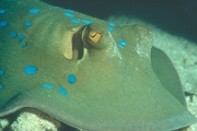 Blue-spotted Lagoon Ray Magnet