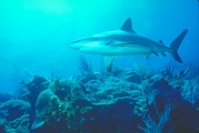 Caribbean Reef Shark Magnet
