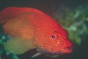 Coral Grouper T-Shirt