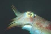 Cuttlefish Poster