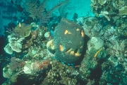 Eluethera Sponge Magnet
