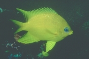 Golden Damselfish Magnet