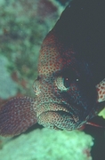 Grouper T-Shirt