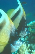 Masked Banner Fish Magnet