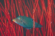 Pufferfish Magnet
