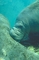 Manatee picture