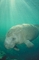 Manatee picture
