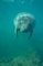 Manatee picture