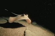 Blue-spotted Stingray Magnet