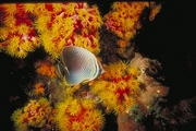 Butterfly Fish Magnet