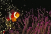 Clown Anemone Fish Magnet