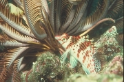 Crinoid Poster