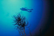 Crinoid Poster
