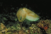 Cuttlefish Poster