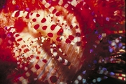 Fire Urchin Poster