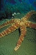 Knobby Starfish Poster