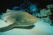 Leopard Shark Magnet
