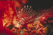 Lionfish Magnet